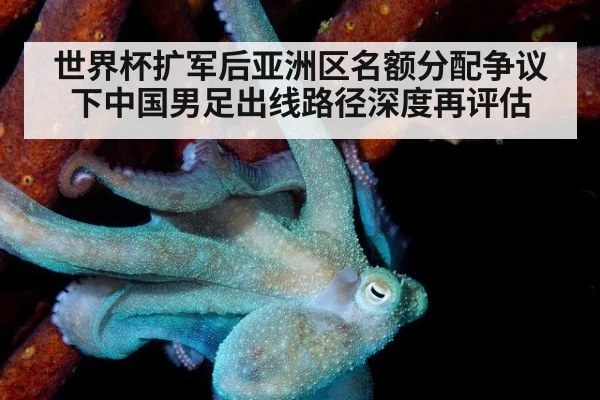 世界杯扩军后亚洲区名额分配争议下中国男足出线路径深度再评估